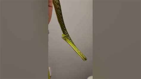 Crazy Vine Snake Wont Move His Head The Judgemental Shoelace