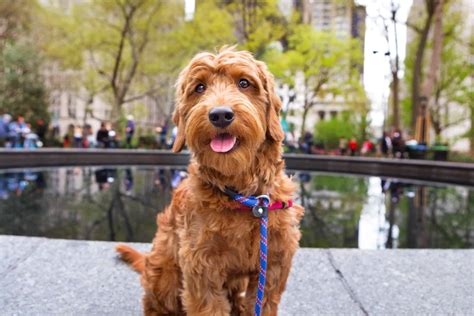 15 Things to Know About the Mini Goldendoodle