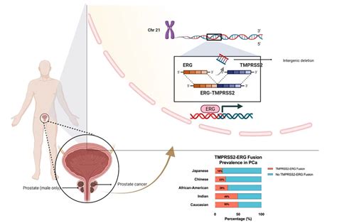 Ijms Free Full Text The Expression Of Proto Oncogene Ets Related Gene Erg Plays A Central