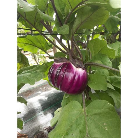 Agrosemens Jardin Graines Graine Semences Semence Bio AUBERGINE