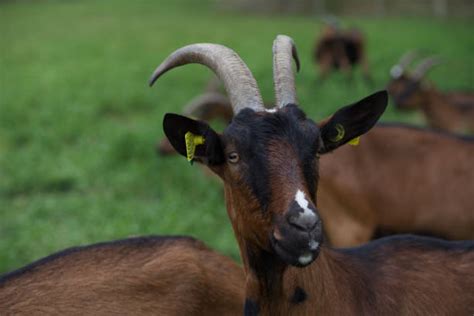 chevre animal stock  pictures royalty  images istock