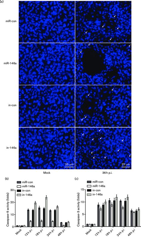 Mir 146a Inhibits The Formation Of Apoptotic Bodies And Caspase