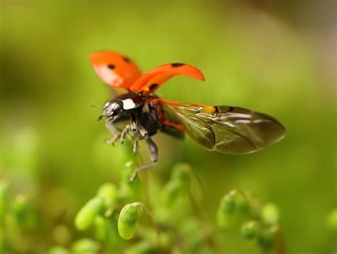 Les coccinelles Groupe ornithologique et naturaliste agrément