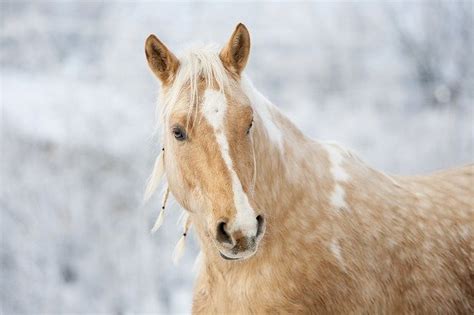 150 Awesome Names For Your Palomino Horse - Animal Hype