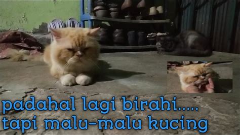 Si Ginger Malu Malu Kucing Padahal Lagi Birahi Youtube