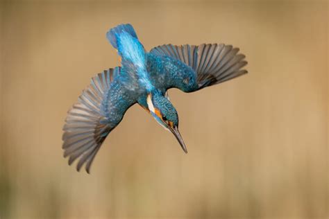 Kingfisher In Flight Images – Browse 47,804 Stock Photos, Vectors, and ...