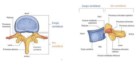 Anatomie Du Tronc Et TP Squelette Axial Karteikarten Quizlet