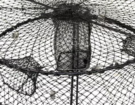 collapsible shrimp pot satine trading