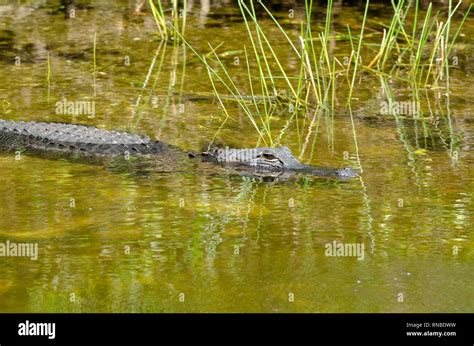 Alligator in the Everglades Stock Photo - Alamy