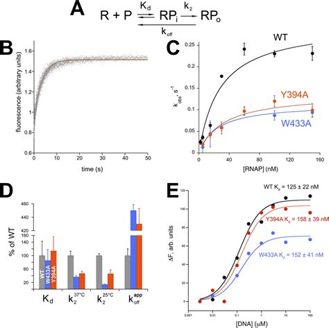 Structure Of A Bacterial Rna Polymerase Holoenzyme Open Promoter Complex Elife