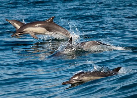 Types of Dolphins and Where to See Them