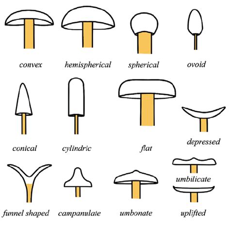 Different Types Of Pilei Shapes Download Scientific Diagram