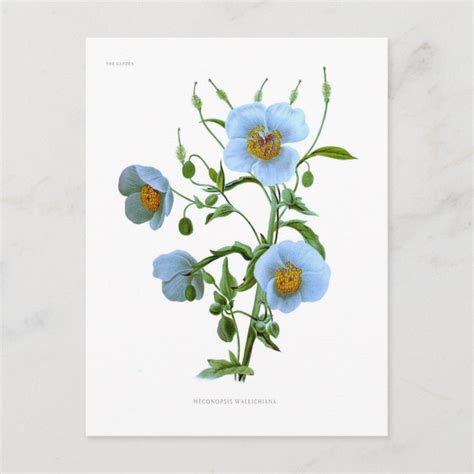 Meconopsis (blue poppy) postcard | Zazzle