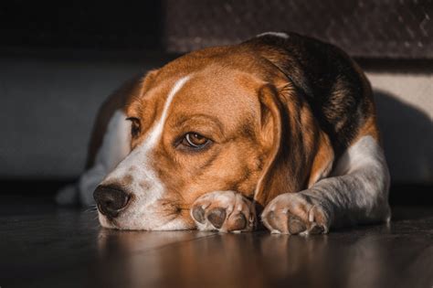 Signes Que Votre Chien Est Stress D Prim Ou Triste