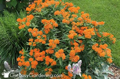 Butterfly Weed Care Guide - How To Grow Asclepias tuberosa - Get Busy ...