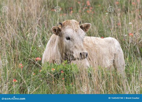 Texas Longhorn Calf Stock Photo Image Of Baby Mammal 164545738