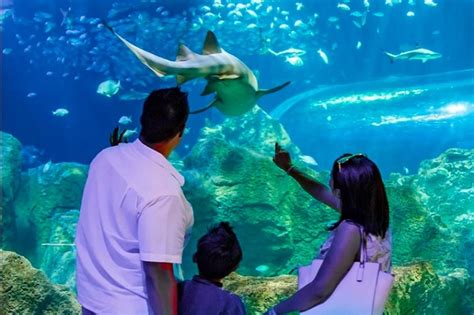 Conoce Todas Las Actividades Del Acuario Michin De Puebla E