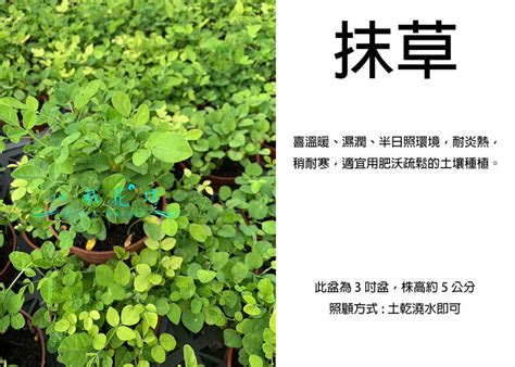 心栽花坊 抹草 香料香草植物 3吋 綠化環境 綠籬植物 售價50特價40 露天市集 全台最大的網路購物市集