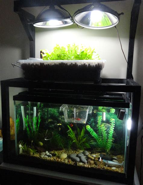 Build an Aquaponics Farm with your Fish Tank!