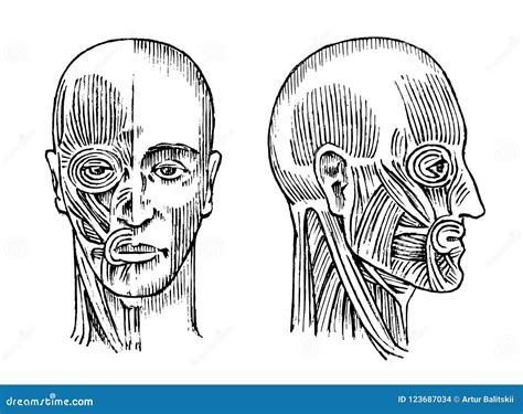 Anatom A Humana Sistema Muscular Y Del Hueso De La Cabeza Ejemplo