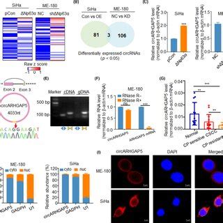 Knockdown Of Circular Rna Arhgap Circarhgap Promoted Cervical