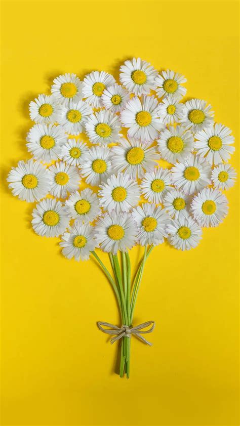 734 Hd Wallpaper Yellow Daisy Flower Pics - MyWeb