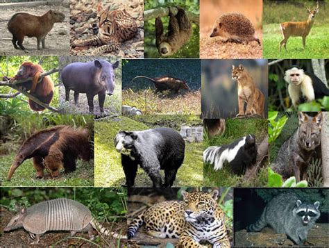 Exemplo De Animal Mamífero - Biologia - Mundo dos Mamíferos: Mamíferos