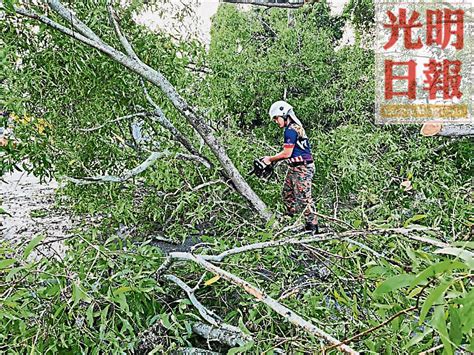 強風吹襲老街場 大樹壓屋3人受驚 北馬 地方 2020 10 11 光明日报