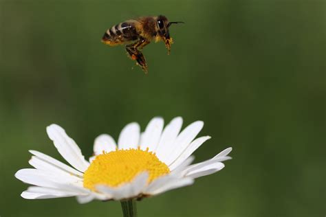 Insecto Abeja Entomolog A Foto Gratis En Pixabay