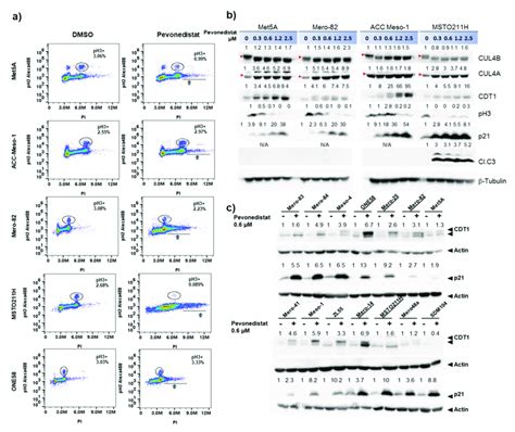 Effects Of Pevonedistat Treatment On Cell Cycle Progression P21 And