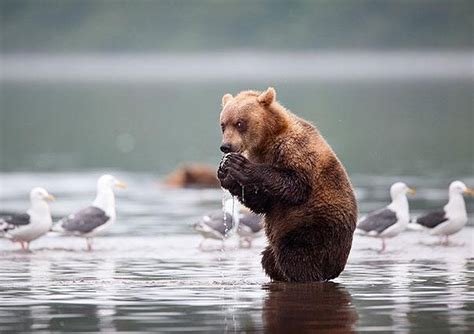 32 Funny Bears Doing Human Things