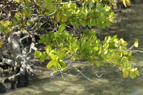 Florida Resort Faces 110k Fine For Illegally Destroying Mangroves