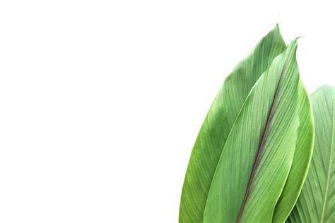 leaf header stock  images  backgrounds