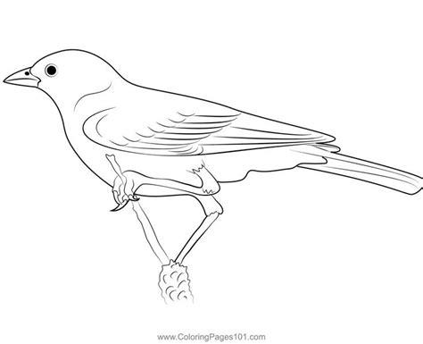 Lark Bunting Bird Coloring Page in 2022 | Bird coloring pages, Bunting bird, Coloring pages