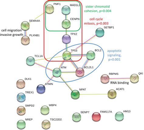 Protein Protein Interaction Map Of Human Genes Associated With Loy