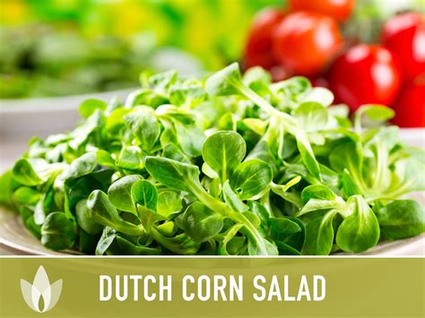 Corn Salad Dutch Mache Heirloom Seeds Winter Salad Grow Etsy