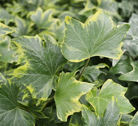 Hedera Ivy Variegated Calloways Nursery