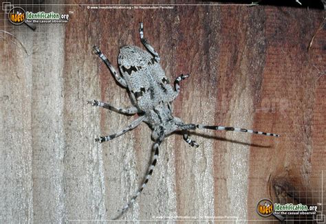 Spotted Tree Borer Beetle