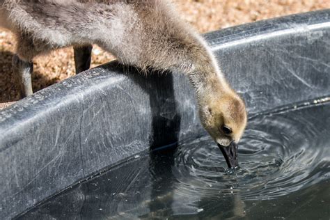 Gosling Reunite – Greenwood Wildlife Rehabilitation Center