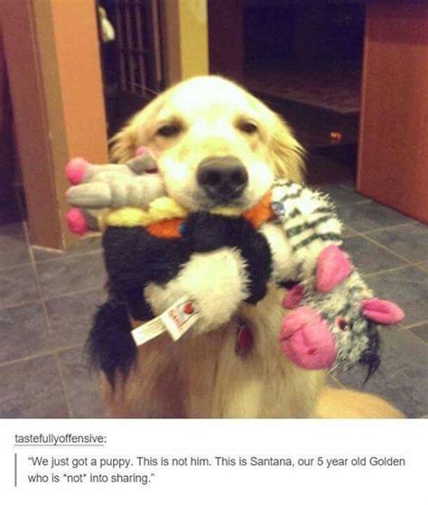 A Dog Holding Stuffed Animals In Its Mouth