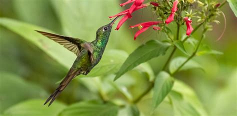 5 BEST Birding Tours in Cuba! (2025) - Bird Watching HQ