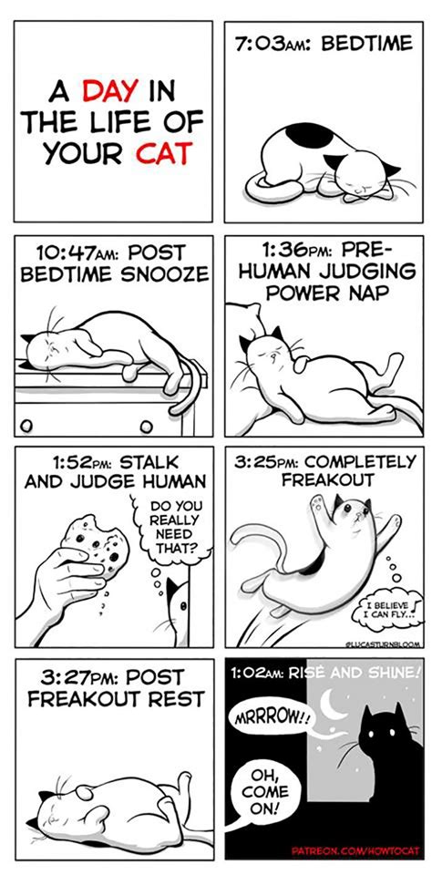 11 Comics For Cat Owners Artofit