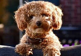 Types of Poochon Colors – With Pictures!