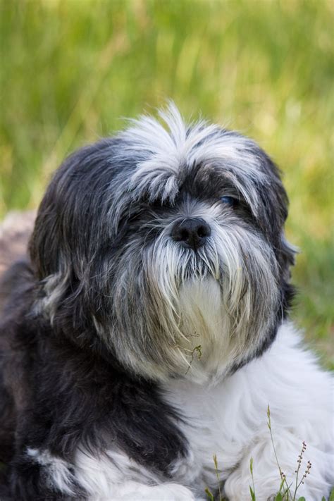 Fotos Gratis Perrito Perro Linda Canino Foto Mascota Retrato