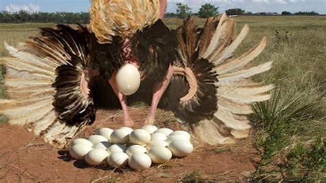 Ostrich Lay Eggs In The Wild Great Youtube