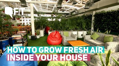 How To Grow Fresh Air Inside Your House Amidst Pollution Quint Fit