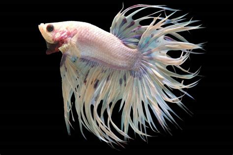 Betta Fish Types | Betta Splendens | Aquariadise