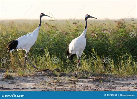 Red Crowned Crane Bird Stock Image Image Of Green Asia 25249099