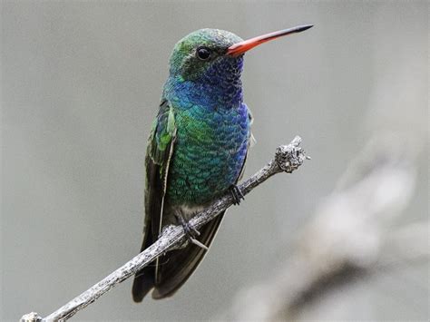 Colibrí Pico Ancho Celebrate Urban Birds