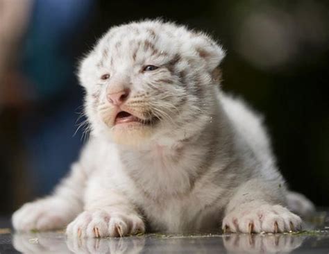 white tiger cubs - White Tiger Cubs Photo (34587219) - Fanpop